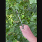 Camp Axe / Short Handle Thrower